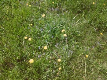 Plant growing on grassy field