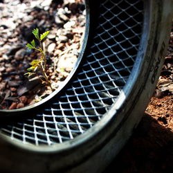 Close-up of plants growing in field