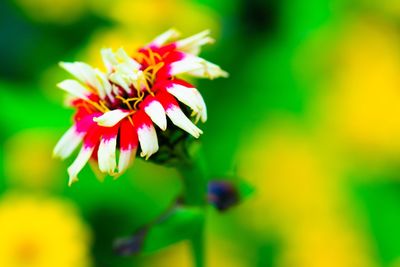 Close-up of flowers