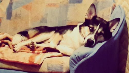 Dog resting on ground