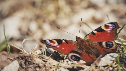 Close-up of butterfly