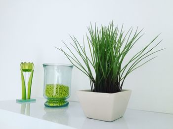 Close-up of potted plant and seeds in container on table