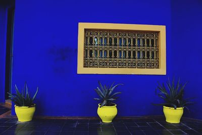 Pot plants against window on blue wall