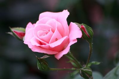 Close-up of pink rose