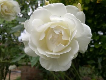 Close-up of white rose blooming outdoors