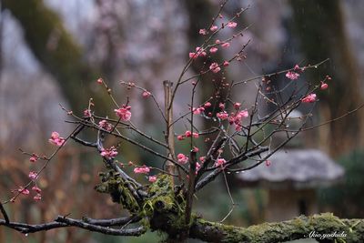 Plum blossoms blooming during monsoon