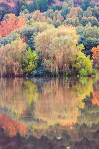 Scenic view of lake in forest during autumn