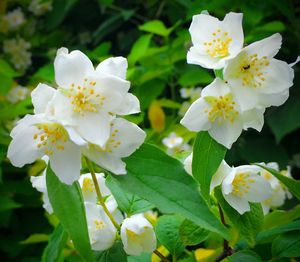 Close-up of white flowers