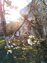 Close-up of apple blossoms in spring