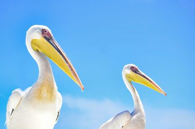 Low angle view of pelicans against blue sky