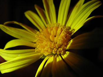 Close-up of yellow flower blooming against black background
