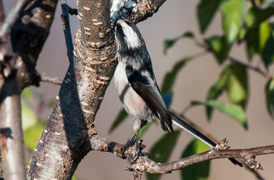 Low angle view of bird perching on tree