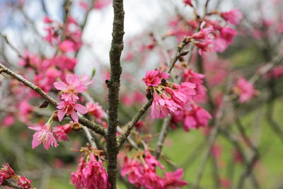 Close-up of pink flowers on branch