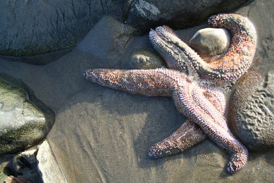 High angle view of starfish on rock