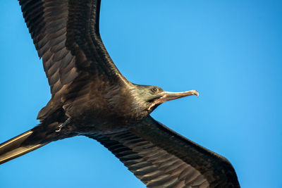 Low angle view of frigatebird flying against clear blue sky
