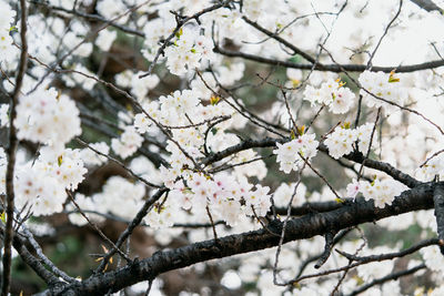 Low angle view of cherry blossoms in spring