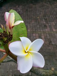 High angle view of white flower