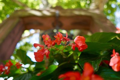 Close-up of red flowering plant