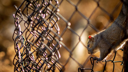 Close-up of squirrel in cage