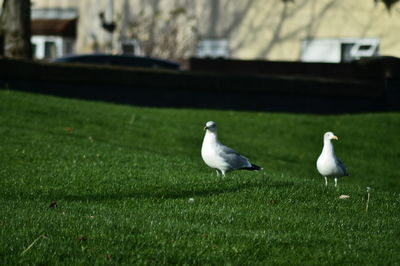 Bird on grassy field