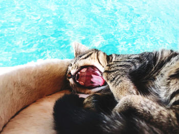 Close-up of cat yawning