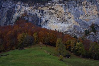 View of autumn trees on rock
