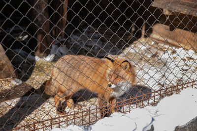 Young red fox in the zoo enclosure on a sunny winter day looks at freedom