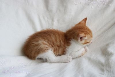 High angle view of cat sitting on sofa