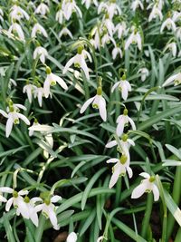 Close-up of white flowering plants