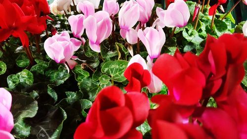 Close-up of pink flowers