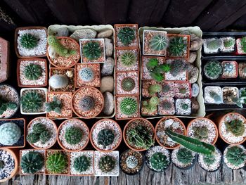 Cactus on wooden background, cactus in pot background