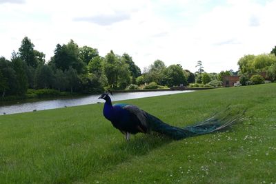 Bird perching on field by trees against sky