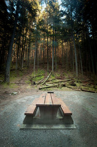 Trees in forest