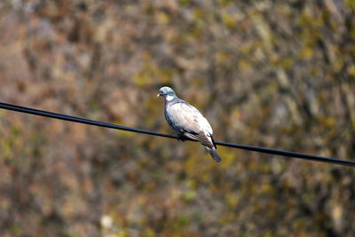 Low angle view of bird perching on cable against blurred background