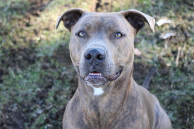 Close-up portrait of dog