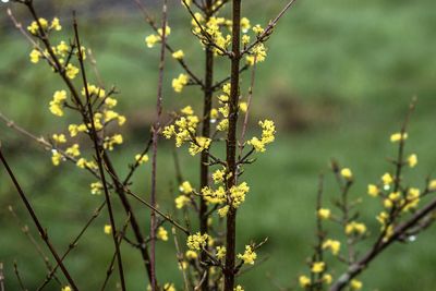 Close-up of flowering plant