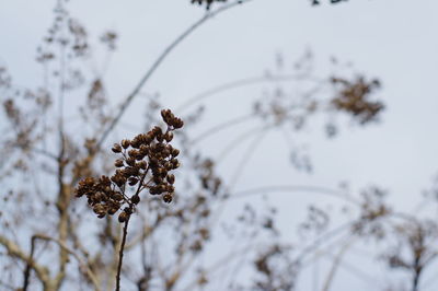 Low angle view of flowers on tree