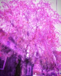 Pink flowers on tree