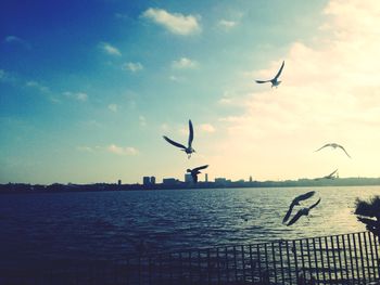 Seagull flying over sea