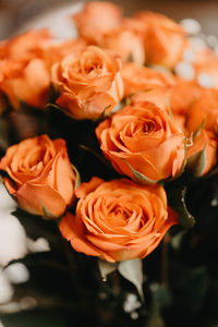 Close-up of rose bouquet