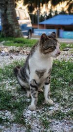 Cat sitting on grass