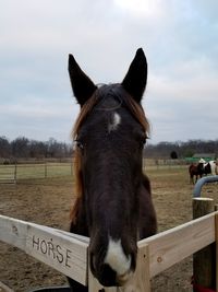 Close-up of horse on field against sky