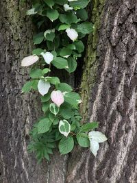 High angle view of ivy growing on tree trunk