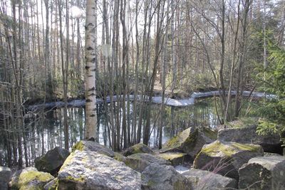 River flowing through forest