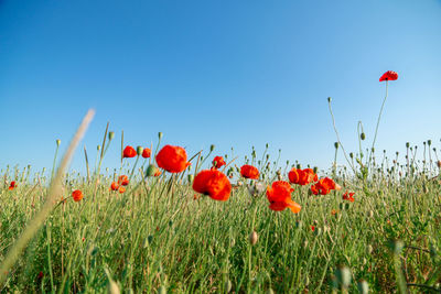 Red poppies growing on field against clear sky