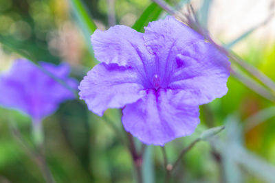 Close-up of purple flowering plant