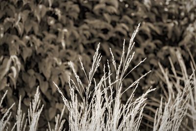 Close-up of grass growing on field