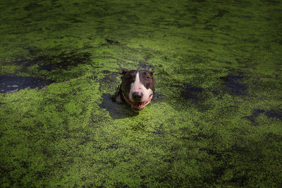 High angle view of dog on water