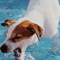 Close-up of dog splashing water in swimming pool