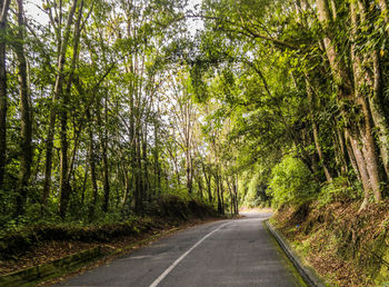 Empty road amidst trees